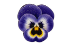 Pansy Magnetic Scissors Minder